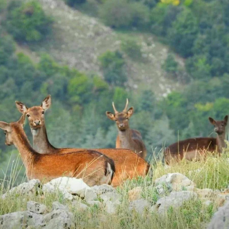 Agriturismo Monte Acuto - Natura, Mare & Relax In Piscina تويرانو المظهر الخارجي الصورة